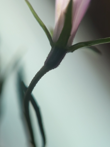 Image of Lobelia canbyi by (c) Zihao Wang, some rights reserved (CC BY)