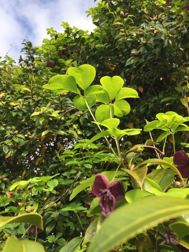 Akebia quinata