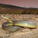 Eastern Yellow-bellied Racer - Photo (c) Beren Erkan (herper/photographer), some rights reserved (CC BY-NC), uploaded by Beren Erkan (herper/photographer)