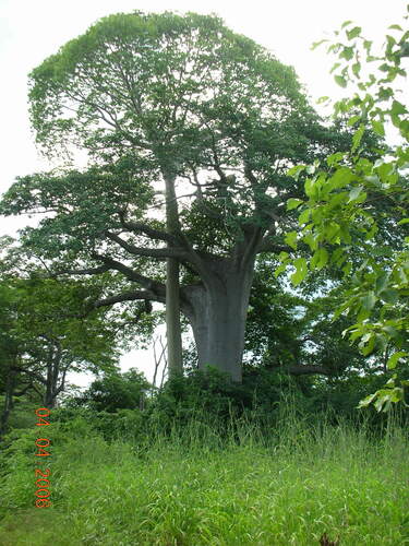 African baobab