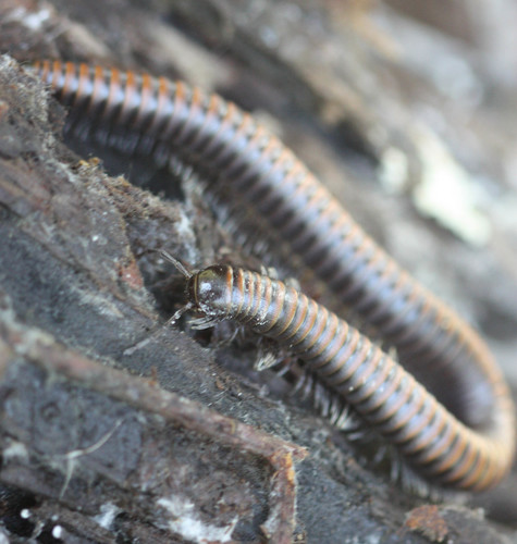 Paeromopus angusticeps
