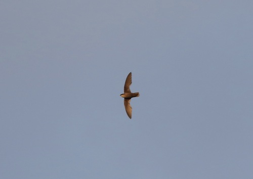 Vencejo de chimenea (Chaetura pelagica)