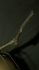Anchotatus