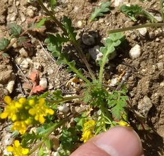 Lepidium flavum felipense