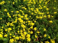 Lepidium flavum felipense