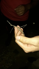Anchotatus