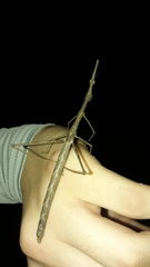 Anchotatus