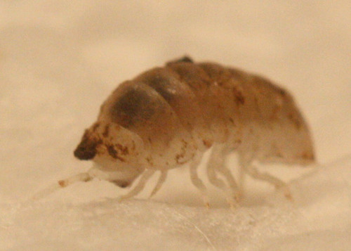 Venezillo microphthalmus
