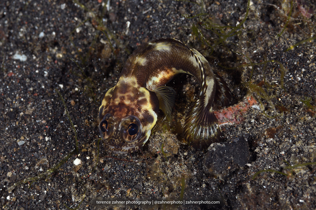 Harlequin jawfish (Stalix histrio) — Opistognathidae