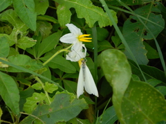 Ascia monuste automate