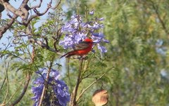 Pyrocephalus rubinus