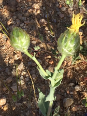 Malacothrix coulteri