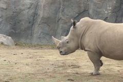 Rhinocerotidae