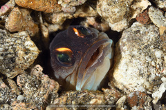 Gold-Specs Jawfish photo 3