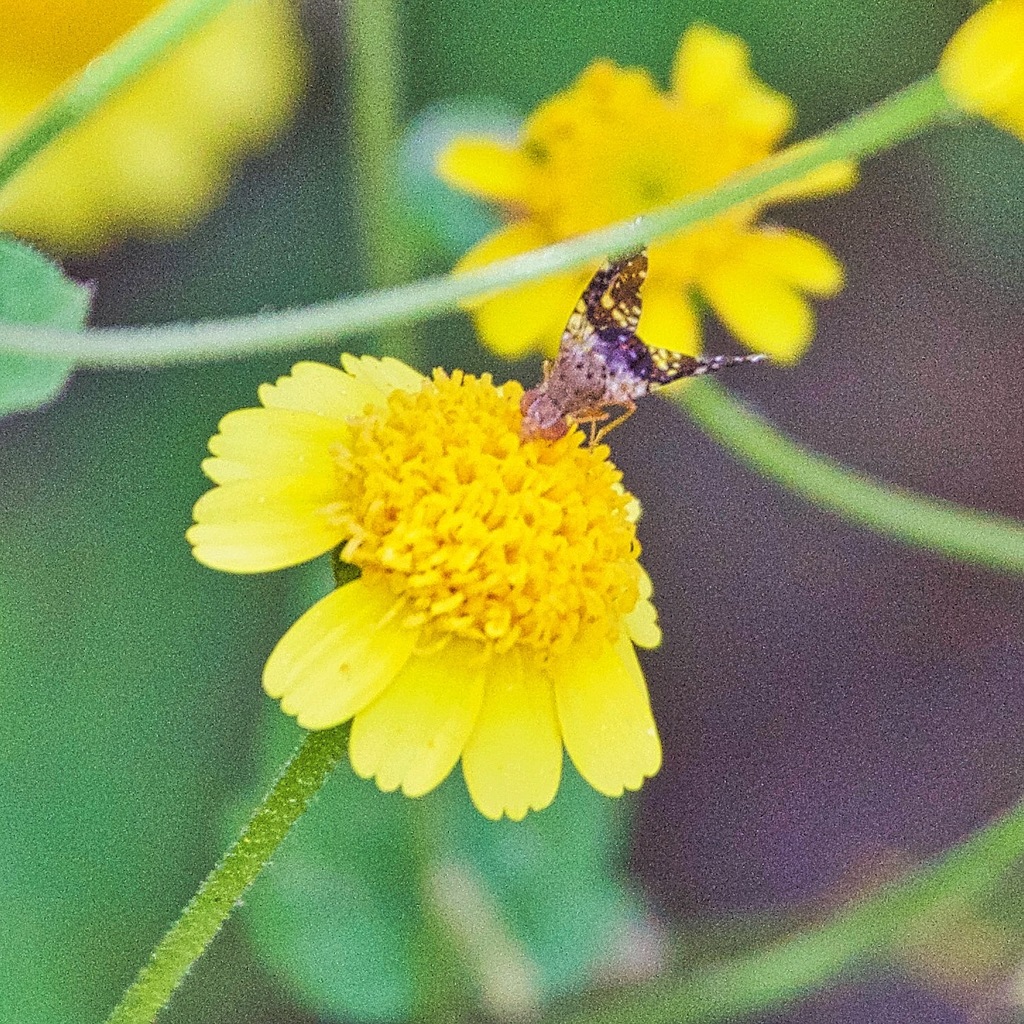 Cryptotreta pallida