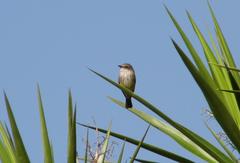 Pyrocephalus rubinus