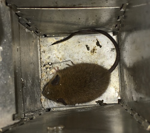 white-footed climbing mouse (Rhipidomys leucodactylus) — Least Concern Mammalia