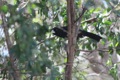 Amblycercus holosericeus