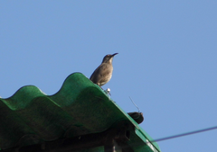 Toxostoma curvirostre