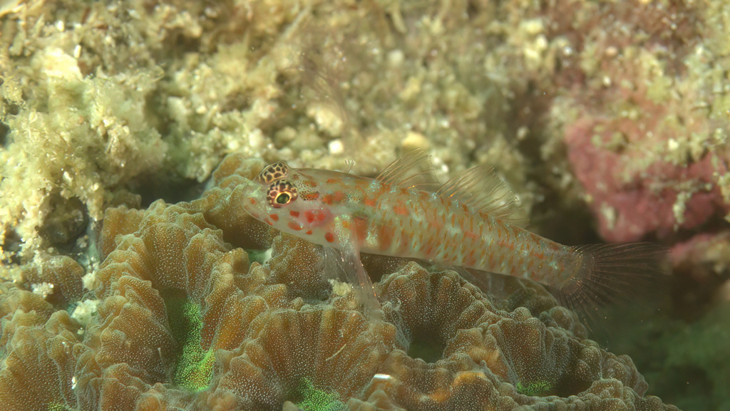 Paintedface Dwarfgoby