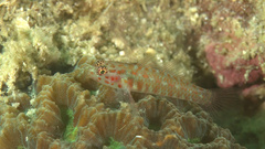 Paintedface Dwarfgoby photo 1
