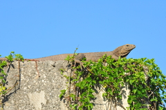 Cyclura nubila