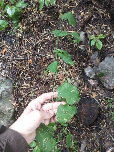English Peak greenbrier (Smilax jamesii)
