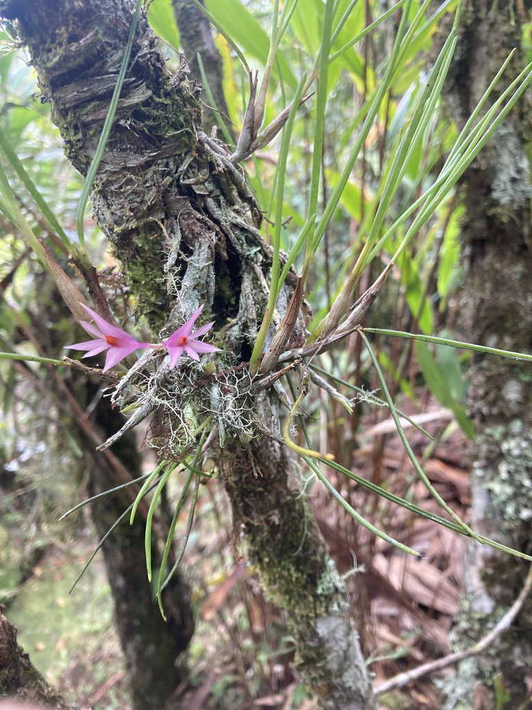 Dendrobium hellwigianum Kraenzl. 2
