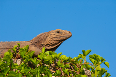 Cyclura nubila
