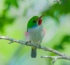 Todus multicolor