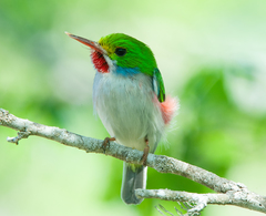 Todus multicolor