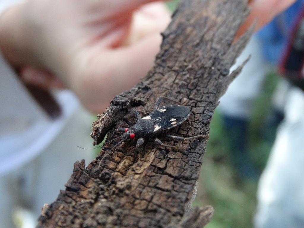 Microtomus reuteri