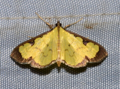 Goniorhynchus hampsoni