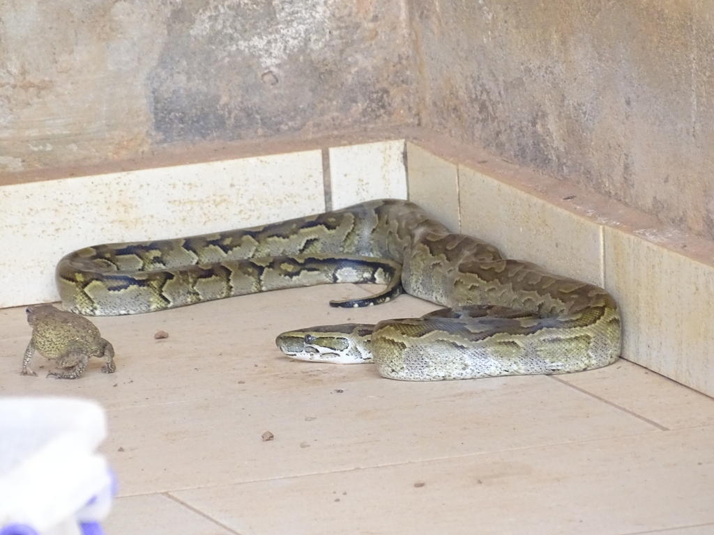 African Rock Python In September 2023 By Iles Ecologiques INaturalist   Large 