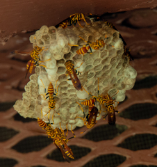 Polistes cubensis