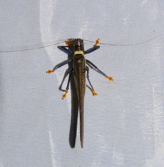 Moncheca elegans