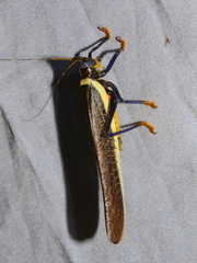 Moncheca elegans