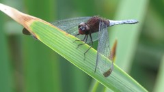 Erythrodiplax atroterminata
