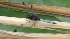 Erythrodiplax atroterminata