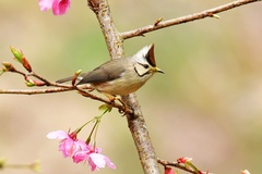 Taiwan Yuhina photo 4