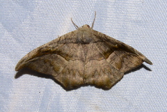 Oxydia scriptipennaria