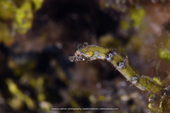 Acentronura breviperula