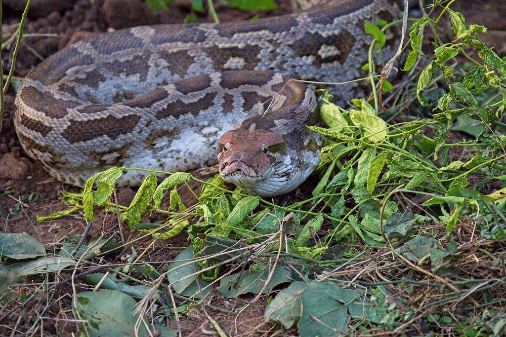 Indian Python in October 2023 by colonel_sm_sundaram · iNaturalist