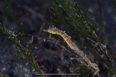 Acentronura breviperula