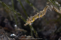 Acentronura breviperula