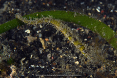 Acentronura breviperula