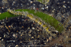 Acentronura breviperula