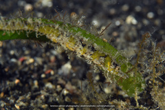 Acentronura breviperula