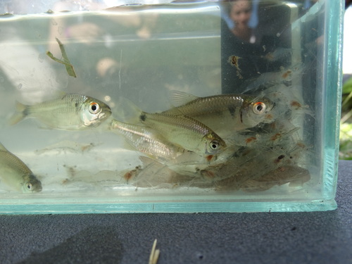 Psalidodon eigenmanniorum