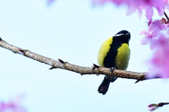 Parus monticolus